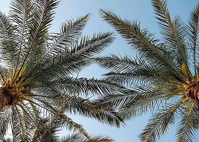 Baron Palms Adults Friendly Only 16 Years Boutique Style Şarm El-Şeyh